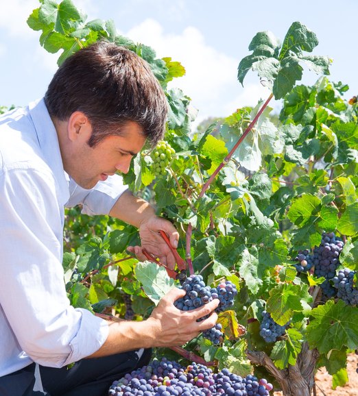 Sber vina zdroj foto Global Wines 1