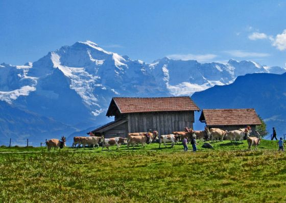 reportage 21 2 alpabzug 6 374 7402 -560x398
