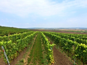 Chuchelsk&eacute; Vinobran&iacute; 2021