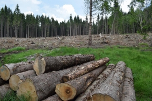 Kůrovec a kalamity nejsou jedin&yacute;m probl&eacute;mem &scaron;umavsk&yacute;ch lesů