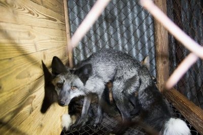 Poslanci podpořili z&aacute;kon zakazuj&iacute;c&iacute; kože&scaron;inov&eacute; farmy