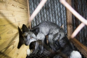 Poslanci podpořili z&aacute;kon zakazuj&iacute;c&iacute; kože&scaron;inov&eacute; farmy