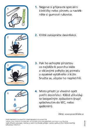 Kl&iacute;&scaron;ťov&aacute; encefalitida a lymesk&aacute; borreli&oacute;za: co byste měli vědět