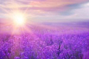 V&iacute;kendov&eacute; akce v Levandulov&eacute;m &uacute;dol&iacute; ve znamen&iacute; zvyků a tradic