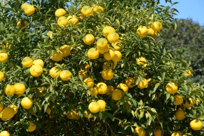 Yuzu: Netradičn&iacute; ovoce od farm&aacute;řů z Koreje.