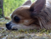 Veterin&aacute;rn&iacute; klinika MVDr. Načeradsk&eacute; &ndash; nov&eacute; &scaron;pičkov&eacute; zař&iacute;zen&iacute; pro čtyřnoh&eacute; kamar&aacute;dy
