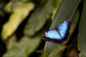 V botanické zahradě v Troji opět létají tisíce exotických motýlů, výstava představuje kouzlo proměny