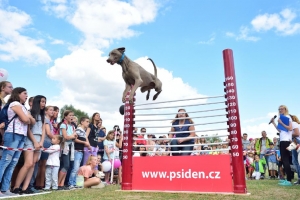 Ps&iacute; den s Prahou 13