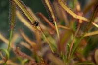 V botanick&eacute; zahrada v Troji zač&iacute;n&aacute; v&yacute;stava Masožravky: Smrt&iacute;c&iacute; v&aacute;ben&iacute;