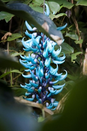 Už jen do konce tohoto t&yacute;dne je možn&eacute; vidět jedinečnou v&yacute;stavu orchidej&iacute; ve sklen&iacute;ku Fata Morgana v pražsk&eacute; Troji