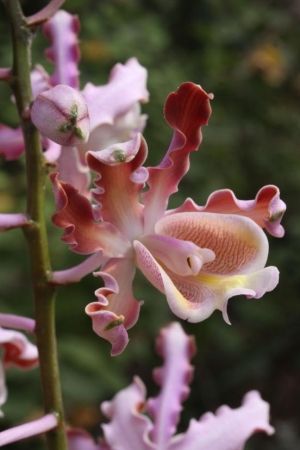 Ve sklen&iacute;ku Fata Morgana se v březnu představ&iacute; cel&yacute; svět orchidej&iacute;