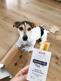 Společn&yacute; z&aacute;žitek. To nejlep&scaron;&iacute;, co pro sv&eacute;ho psa můžete udělat