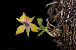 Botanick&aacute; zahrada: Nov&aacute; expozice představ&iacute; rostliny z Č&iacute;ny a Vietnamu