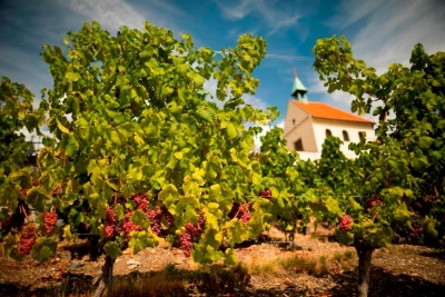 Vinobraní sv. Kláry: Nabídne nejen víno, ale i burčák, pálenky a nově také mošt z místních hroznů