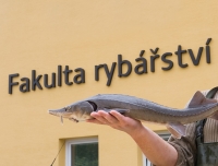 Pozv&aacute;nka: Vodňansk&eacute; ryb&aacute;řsk&eacute; dny