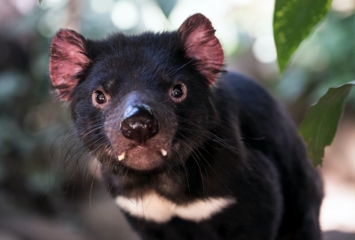 Pražsk&aacute; ZOO nab&iacute;dne vskutku čertovskou pod&iacute;vanou. Nov&aacute; australsk&aacute; expozice přiv&iacute;t&aacute; prvn&iacute; n&aacute;v&scaron;těvn&iacute;ky.