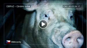Z&aacute;běry z česk&yacute;ch chovů prasat a ofici&aacute;ln&iacute; evropsk&aacute; petice