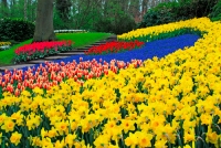 Tip na v&yacute;let: Keukenhof, největ&scaron;&iacute; květinov&yacute; park na světě