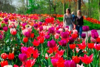 Tip na v&yacute;let: Keukenhof, největ&scaron;&iacute; květinov&yacute; park na světě