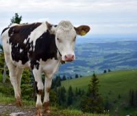 Bregenzerwald - r&aacute;j turistů i lyžařů