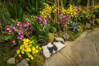 V&yacute;stava orchidej&iacute; ve sklen&iacute;ku Fata Morgana konč&iacute; už tento v&iacute;kend. Vykvetla vz&aacute;cn&aacute; smaragdov&aacute; li&aacute;na.