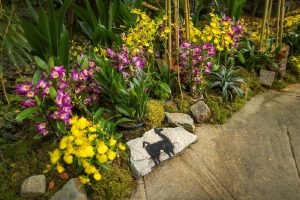 Výstava orchidejí ve skleníku Fata Morgana končí už tento víkend. Vykvetla vzácná smaragdová liána.