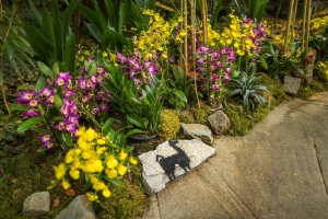 V&yacute;stava orchidej&iacute; ve sklen&iacute;ku Fata Morgana konč&iacute; už tento v&iacute;kend. Vykvetla vz&aacute;cn&aacute; smaragdov&aacute; li&aacute;na.
