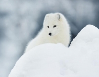Soutěž: Dobrovolníci, zachraňme polární lišku