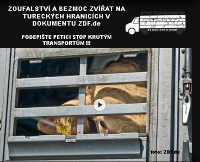 Zoufalstv&iacute; a bezmoc vyv&aacute;žen&yacute;ch zv&iacute;řat do Turecka