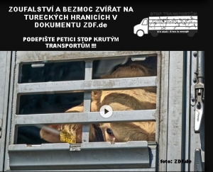 Zoufalstv&iacute; a bezmoc vyv&aacute;žen&yacute;ch zv&iacute;řat do Turecka