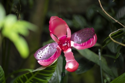 Botanick&aacute; zahrada Praha zah&aacute;jila Tropick&yacute; rok 2024 a v&yacute;stavu NOV&Aacute; PET TROPICANA