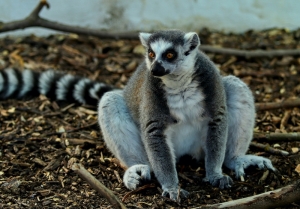 Adventn&iacute; charitativn&iacute; Zoopark Nehvizdy u Prahy